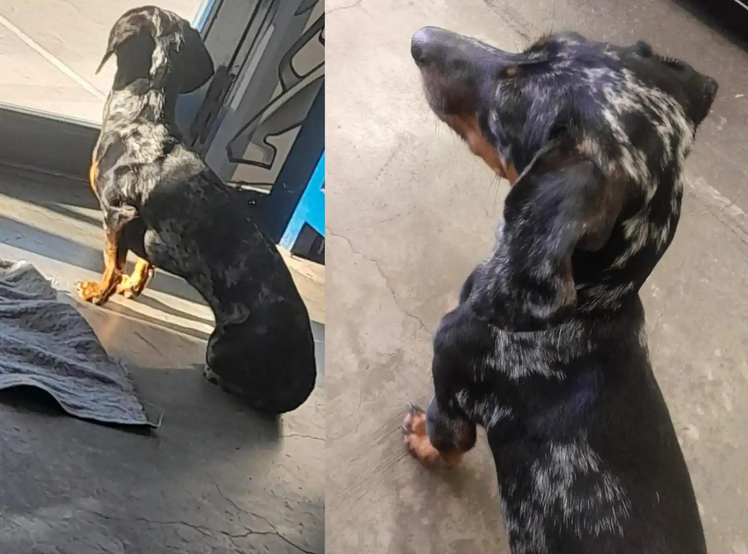 Encontraron perra salchicha en Av Sarmiento