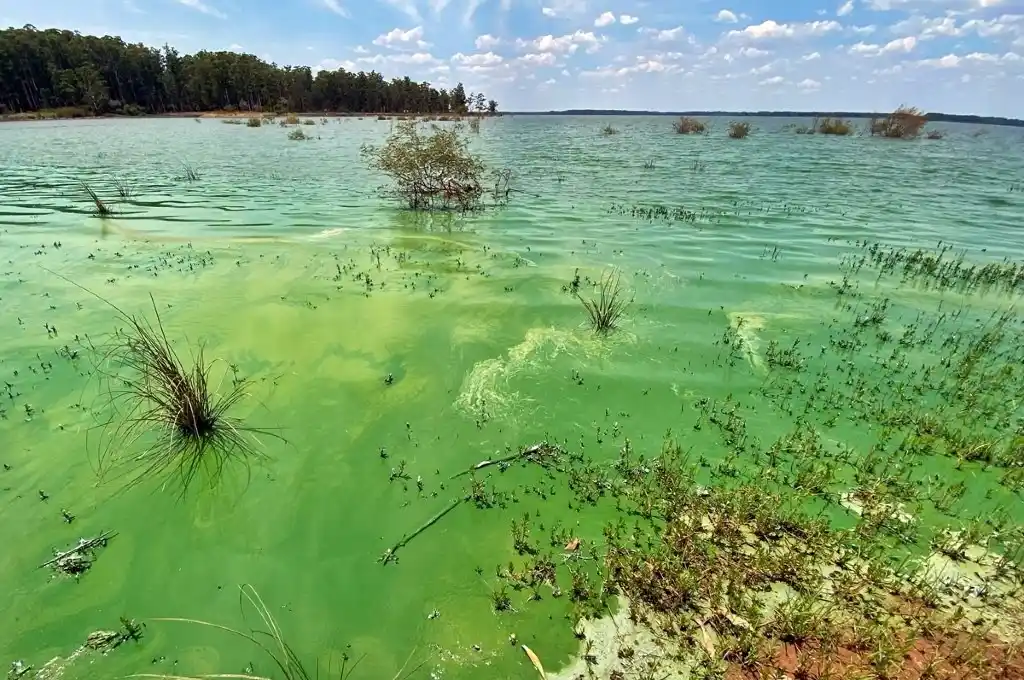 carpincho verde agua embalse algas verdín - 2