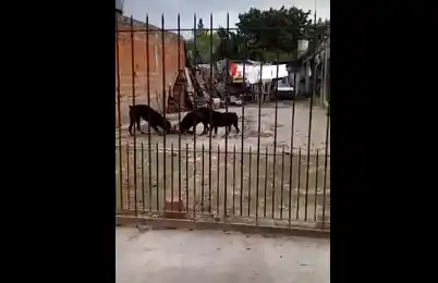 Sin corazón: un vecino arroja gatitos a sus rottweilers hambrientos