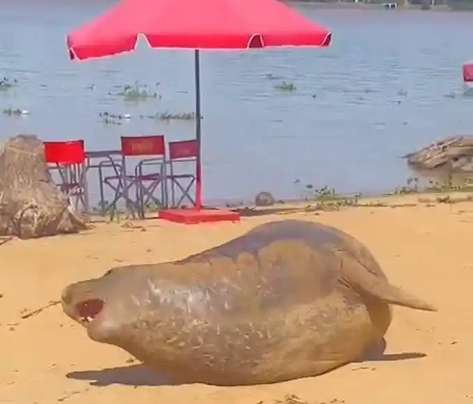 El elefante marino hembra emergió en las orillas del Río Paraná de Las Palmas.