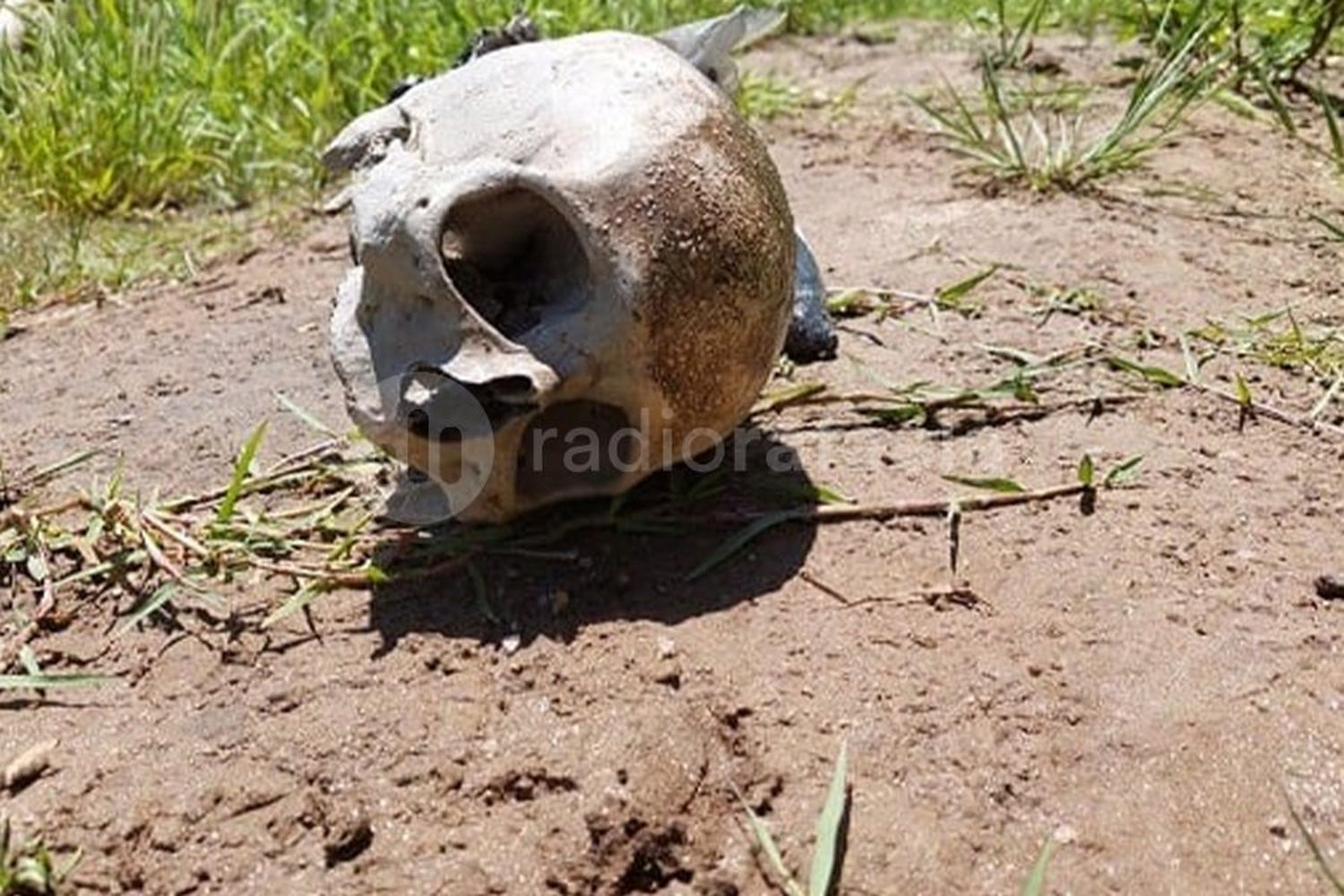 Macabro hallazgo: encontró un aparente cráneo humano cuando sacó el auto del garaje