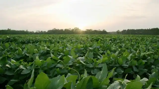 A la soja santafesina le pega más la Niña que el Niño
