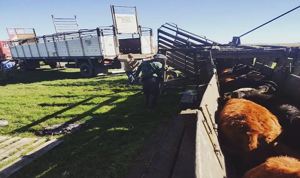 Hacienda: en Gualeguay salen a remate 5.500 ejemplares de “gordo”, invernada y cría
