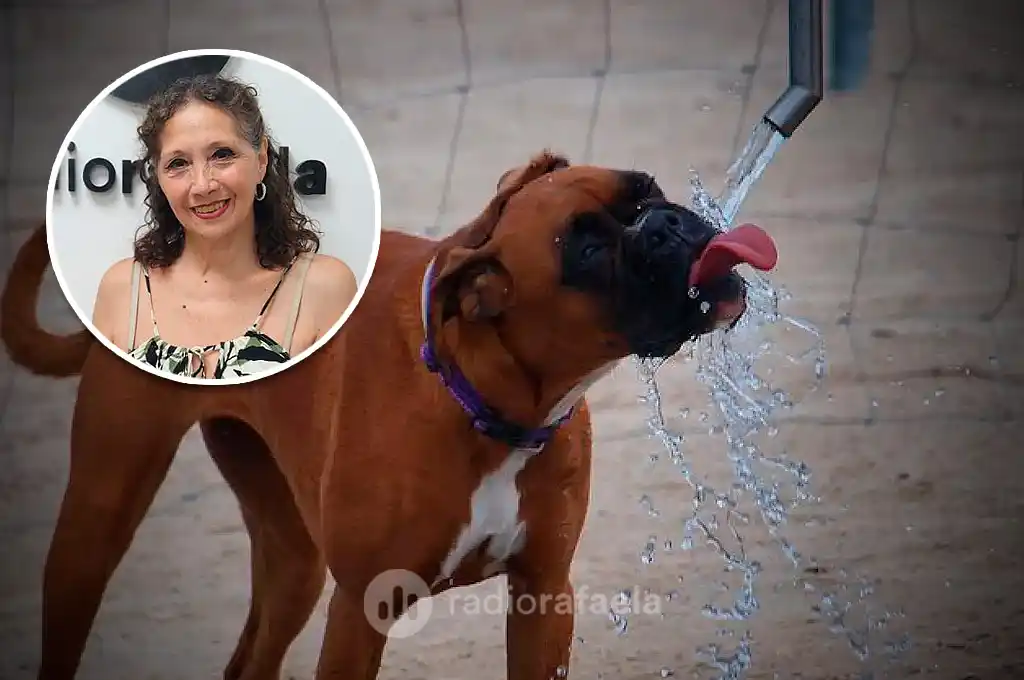 ¿Cómo cuidar a las mascotas en los días de extremo calor?: “los animales necesitan un lugar fresco"