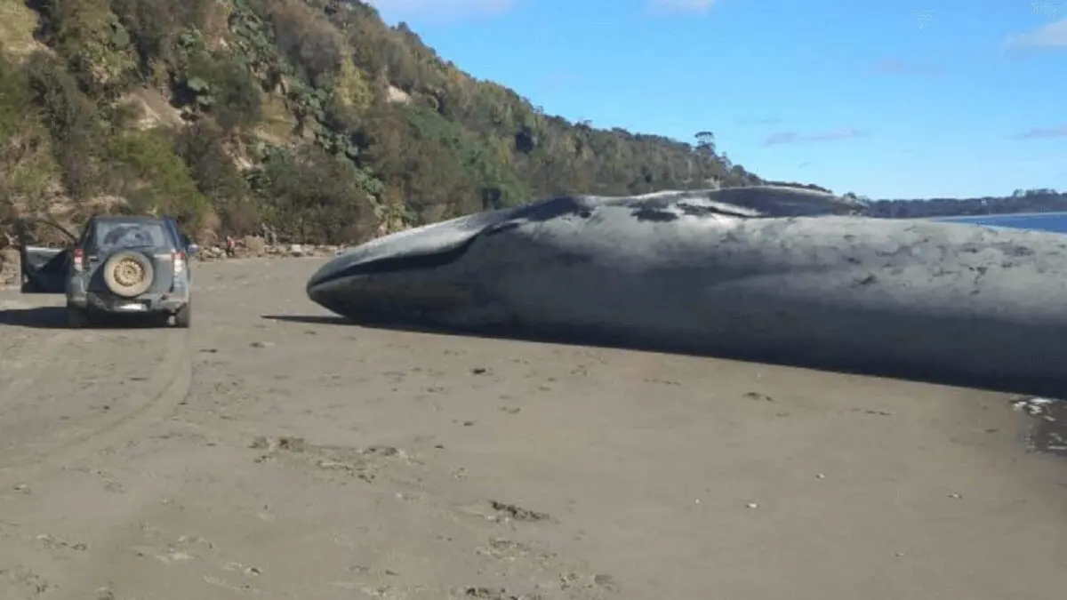 ENORME BALLENA AZUL llega muerta a la orilla de una playa chilena