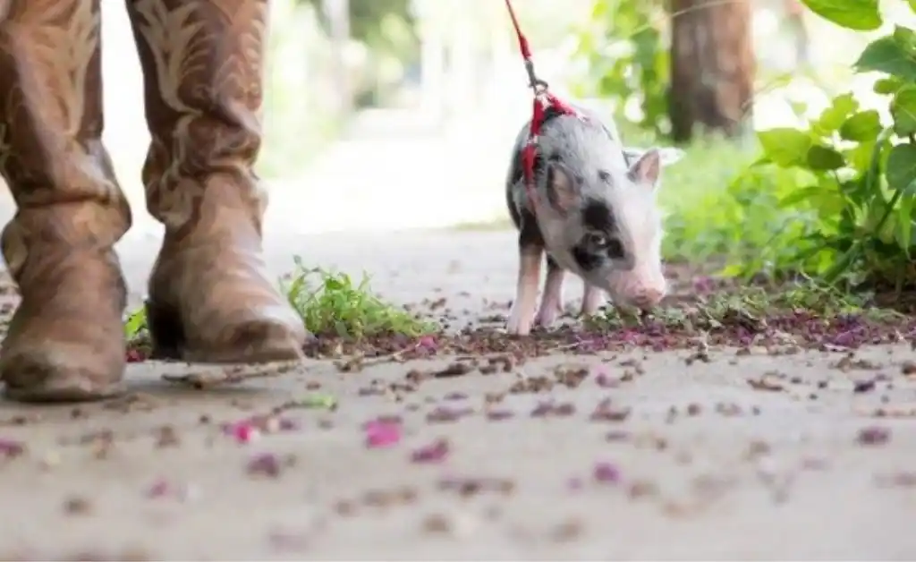 Mini pig como mascotas: la nueva tendencia en hogares argentinos
