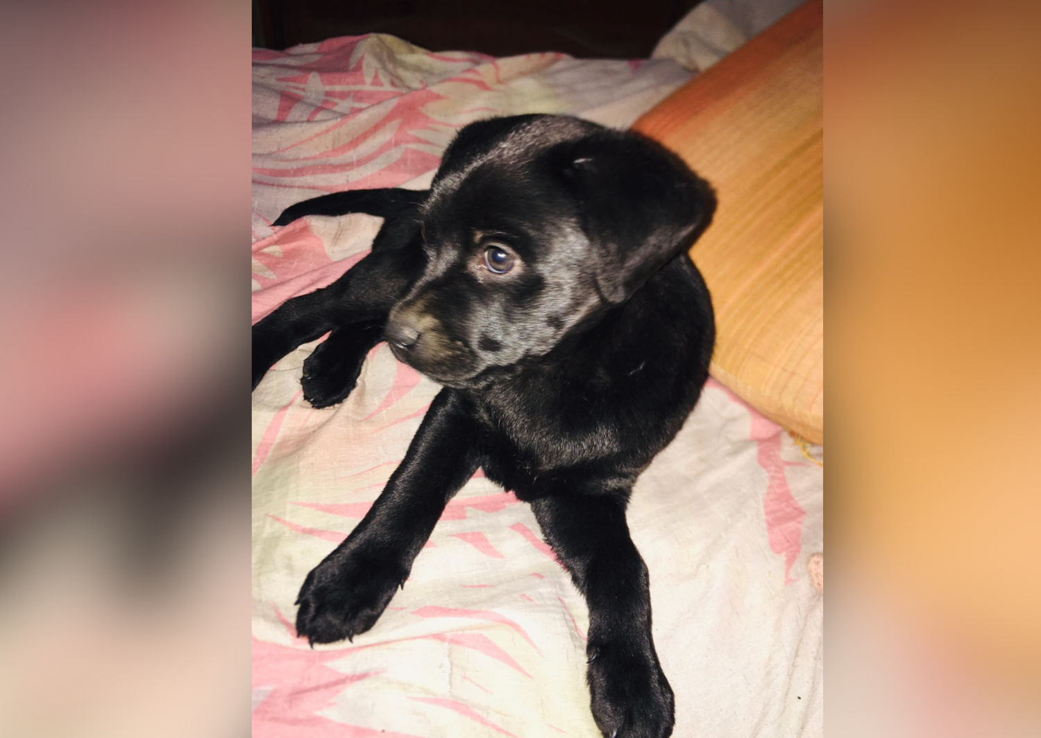 Buscan a esta perrita: "Su dueña está desesperada"