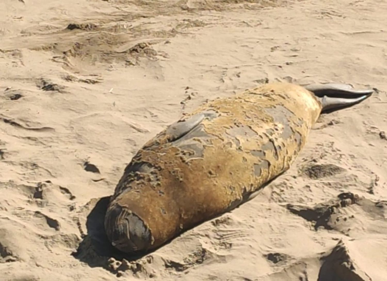 lobo marino escollera necochea