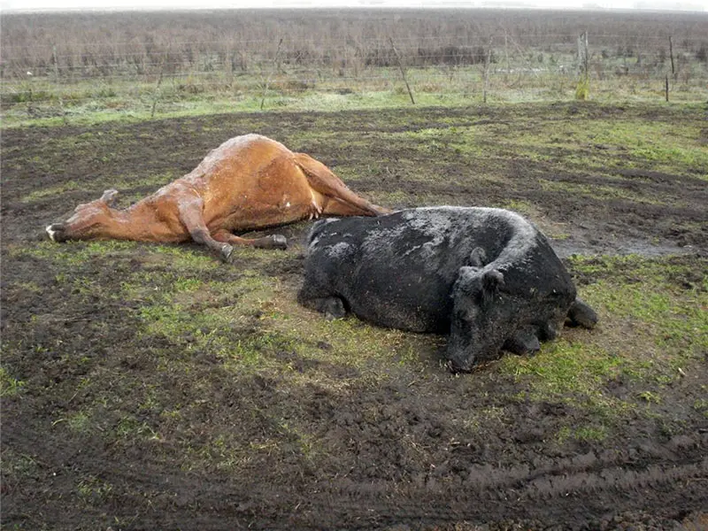 Mueren vacas en la zona por hipomagnesemia
