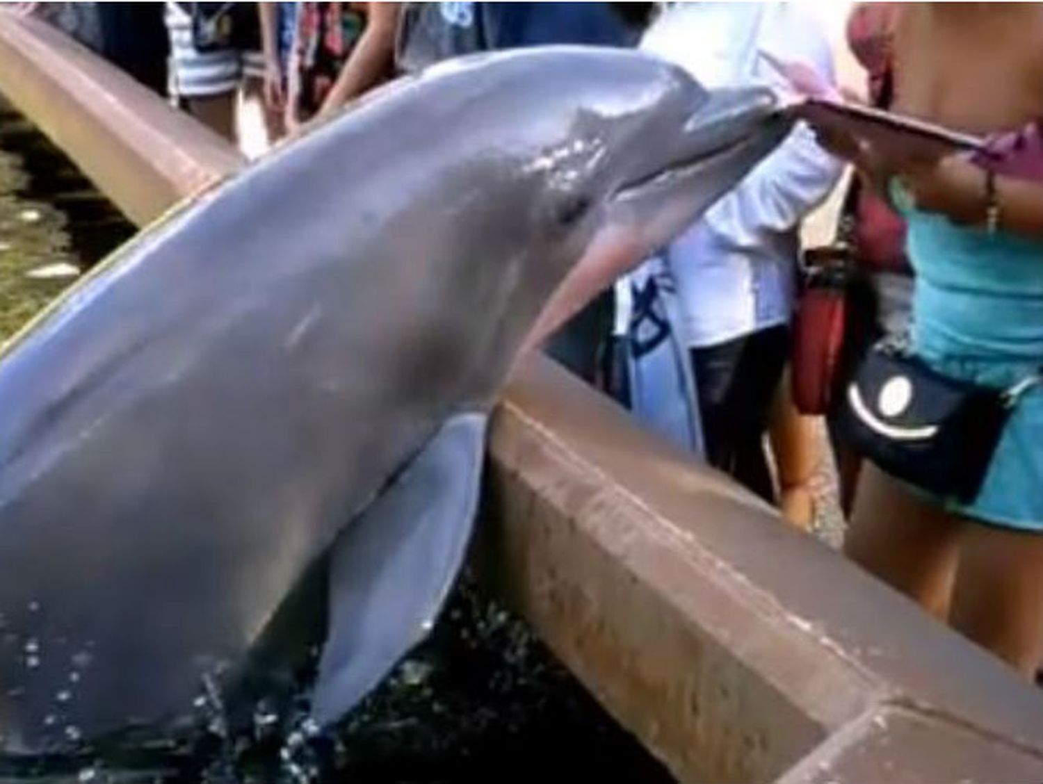 Recomiendan qué hacer ante la aparición de fauna marina en la costa