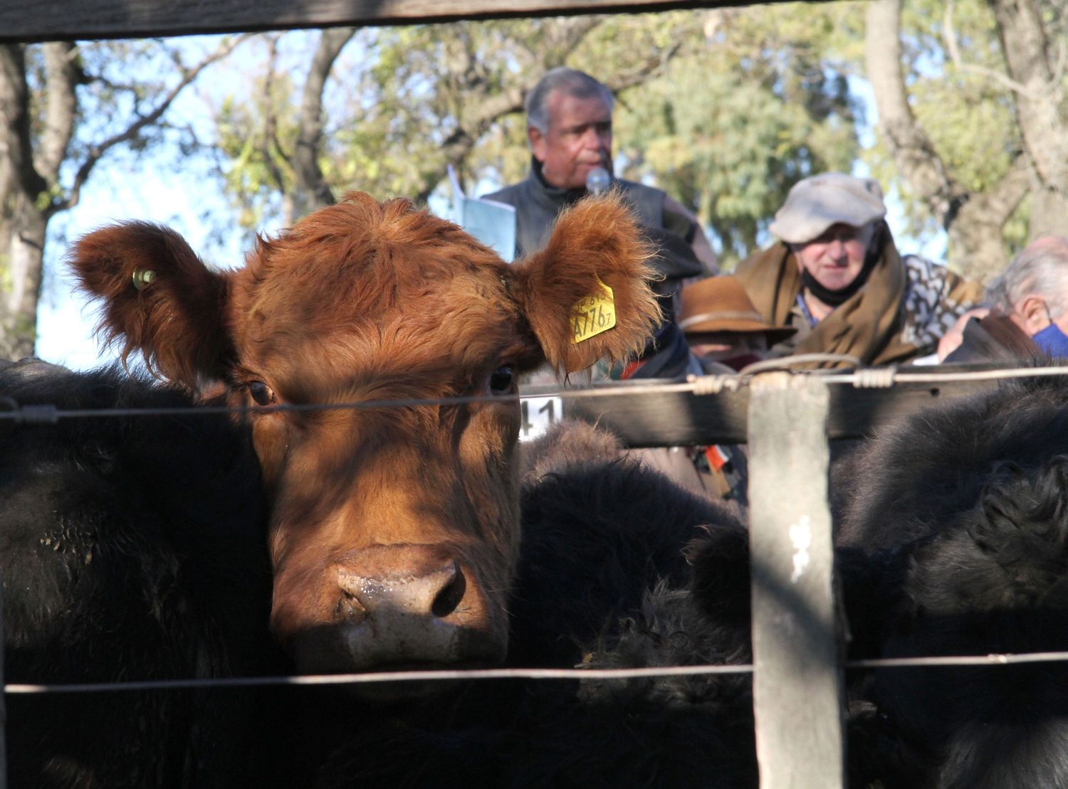 La vaca se fue para arriba