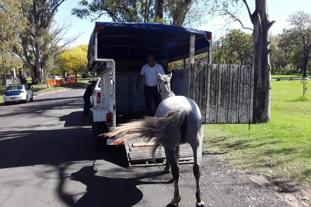 Los detenidos por robo en el Parque Unzué también serán acusados por maltrato animal