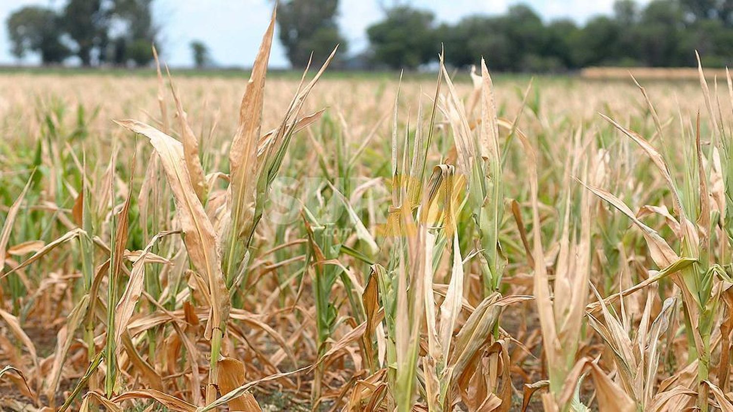 Impuestos y concentración económica amenazan a los pequeños productores