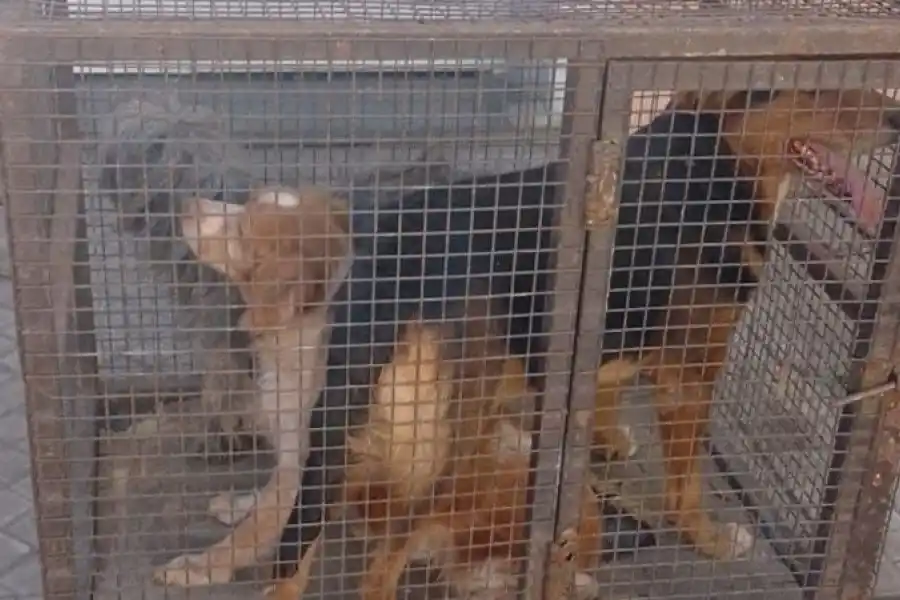 Ingresaron a un domicilio por mascotas abandonadas y descubrieron algo escalofriante