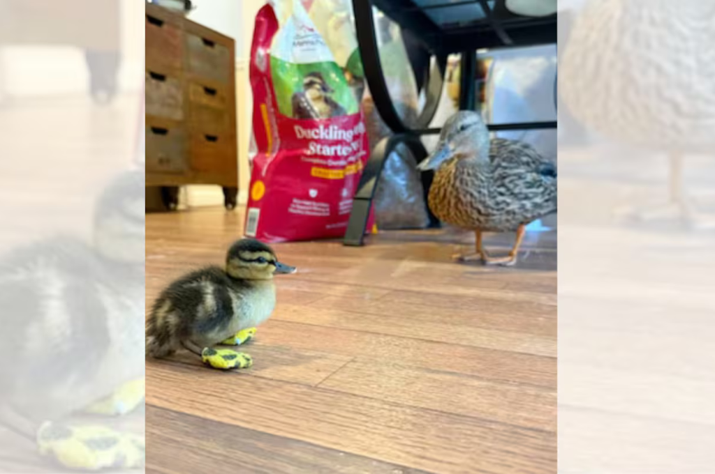 pato con patas ortopédicas 2