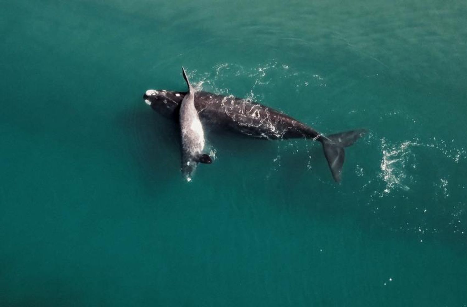 Presentan el corto "La Ballena Franca" en el Auditorium