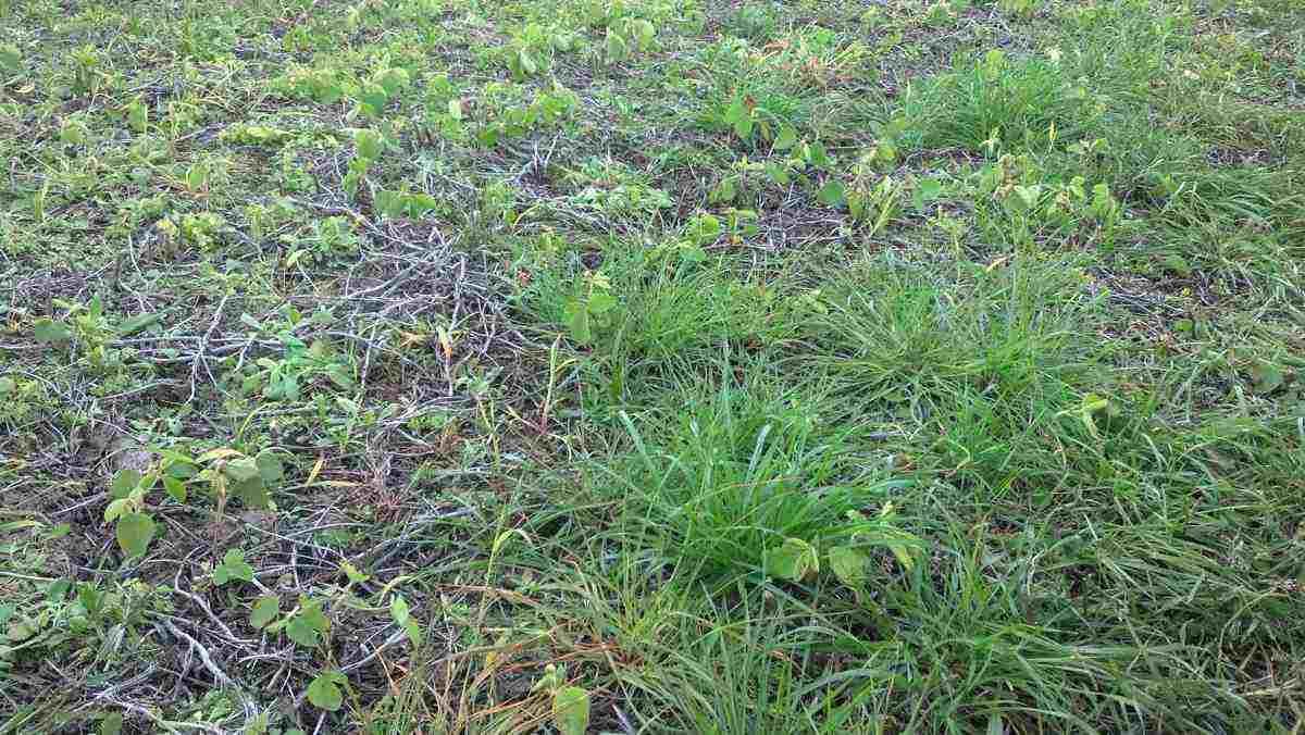 Malezas en fina: con el raigrás y el nabo en la mira