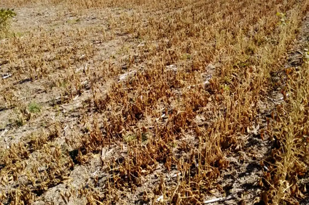 FAA reclama una respuesta del Gobierno provincial al pedido de emergencia agropecuaria