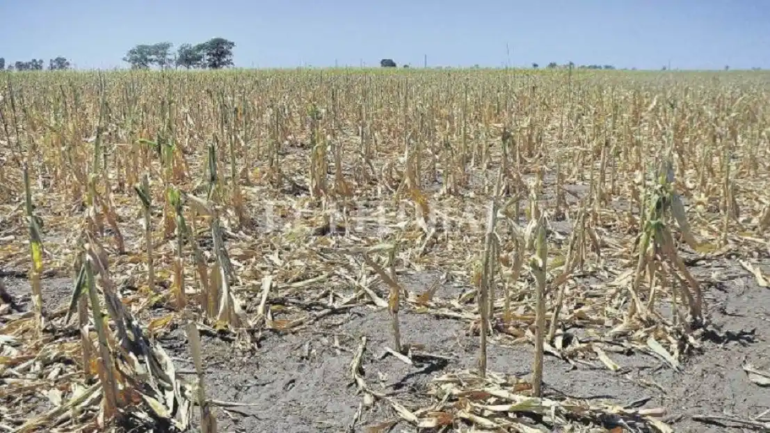Para FARER, el gobierno "debería repensar sus políticas agropecuarias"