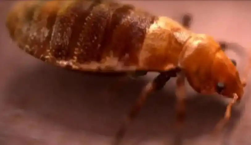 Cimex lectularius o chinche de la cama.