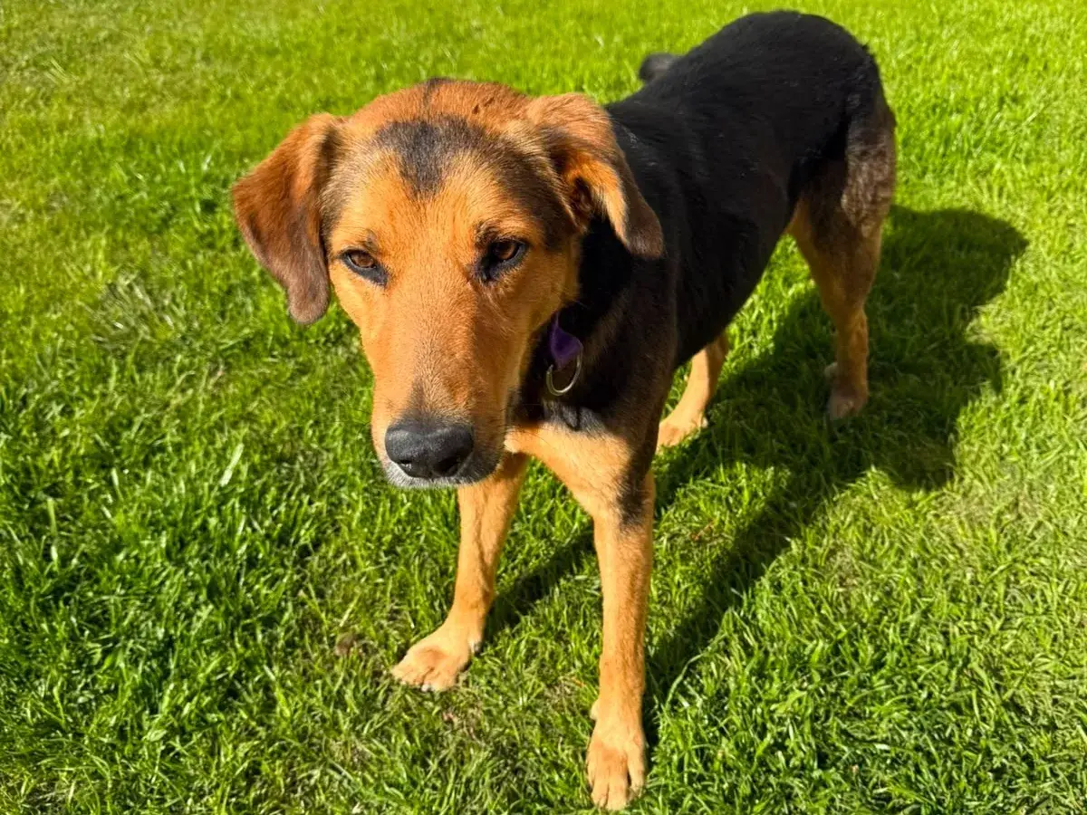 La mascota que fue rescatada en las últimas horas en la zona costera de Quequén