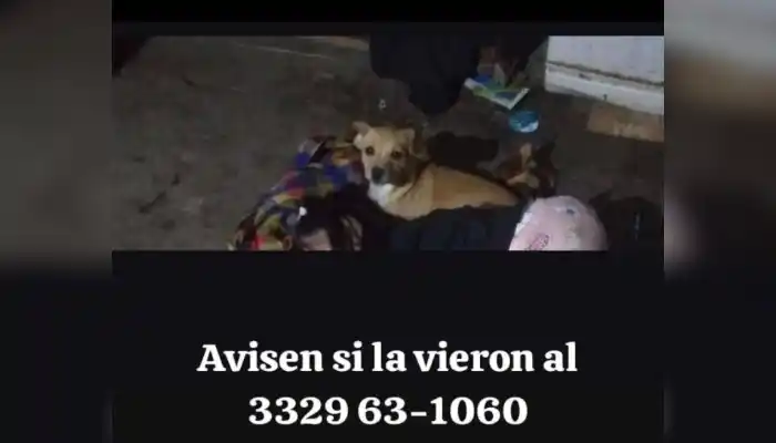 Buscan a Pinki
