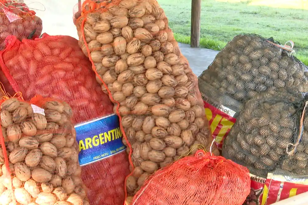 El crecimiento del pecán combina expansión territorial y apuesta exportadora