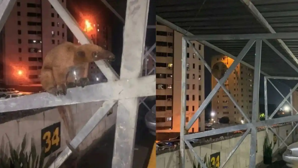 ¡No es solo tierra de naranjas dulces! Rescatan a otro OSO HORMIGUERO en zona residencial de Carabobo