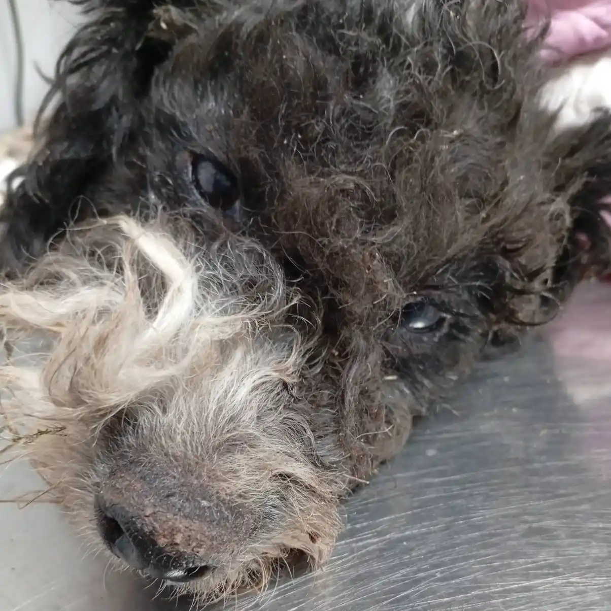 Preocupante estado de una perrita víctima de la pirotecnia y el abandono en Crespo