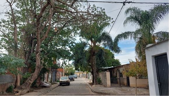 Oficina de quejas: temen por un árbol “seco y enganchado de los cables”