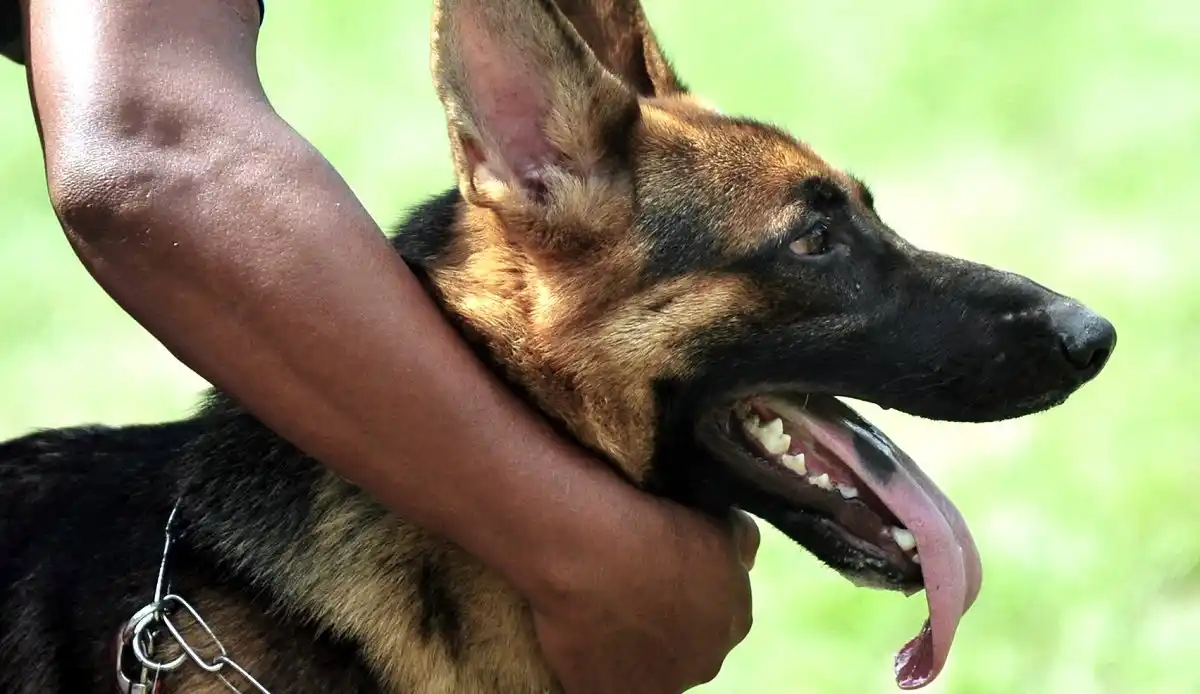 Perro rescatista andaría con los niños perdidos en la selva del Guaviare