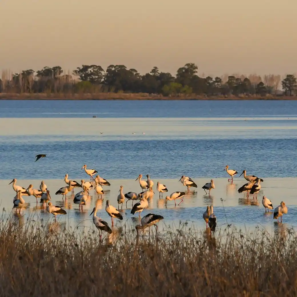 Domingo de verano en Chascomús: propuestas culturales, naturaleza y paseos para disfrutar en familia