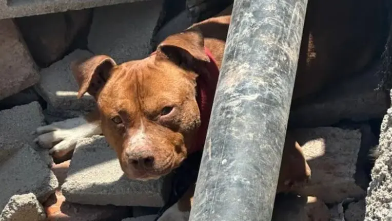 Dos niños resultaron heridos tras ataques de perros en distintos barrios de Santa Fe
