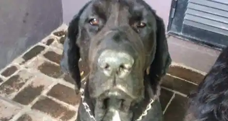 Perro perdido