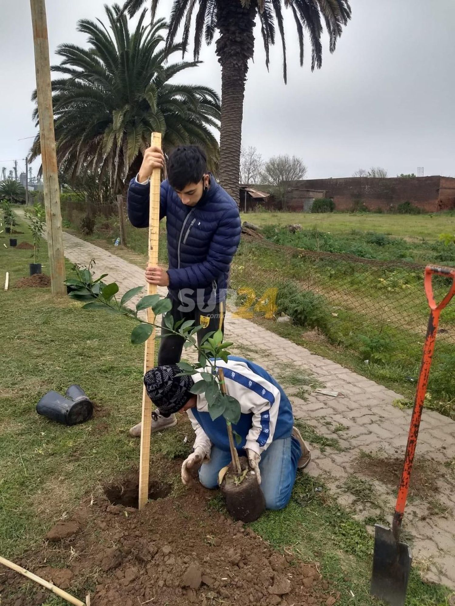 La Comuna de María Teresa coloca árboles frutales en espacios públicos