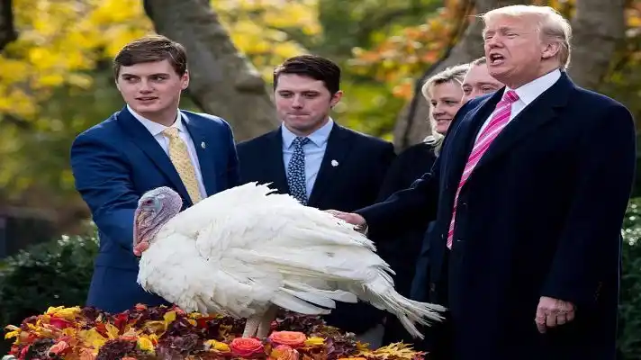 Antes de la cena de Acción de Gracias: Trump «indulta»  a su último pavo en la Casa Blanca