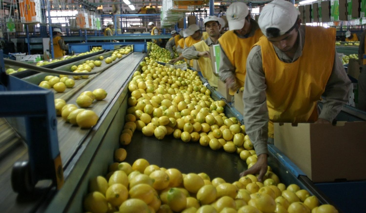 Argentina exportó el primer cargamento de cítricos orgánicos a la Unión Europea tras 20 años