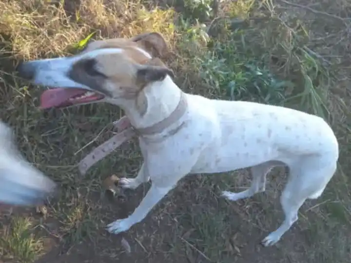 Dueños buscan a perra galga extraviada en La Laguna al 1500