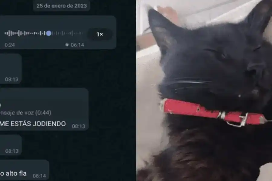Halló a su gato muerto y comido por hormigas, pero a las horas pasó algo que lo dejó helado: "No lo puedo creer"