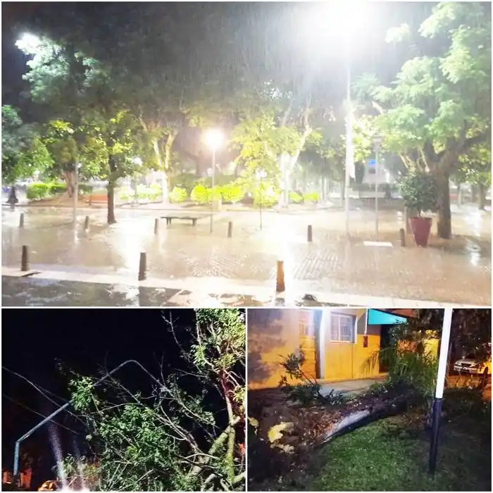La Municipalidad intervino ante la caída de ramas y  árboles por la tormenta