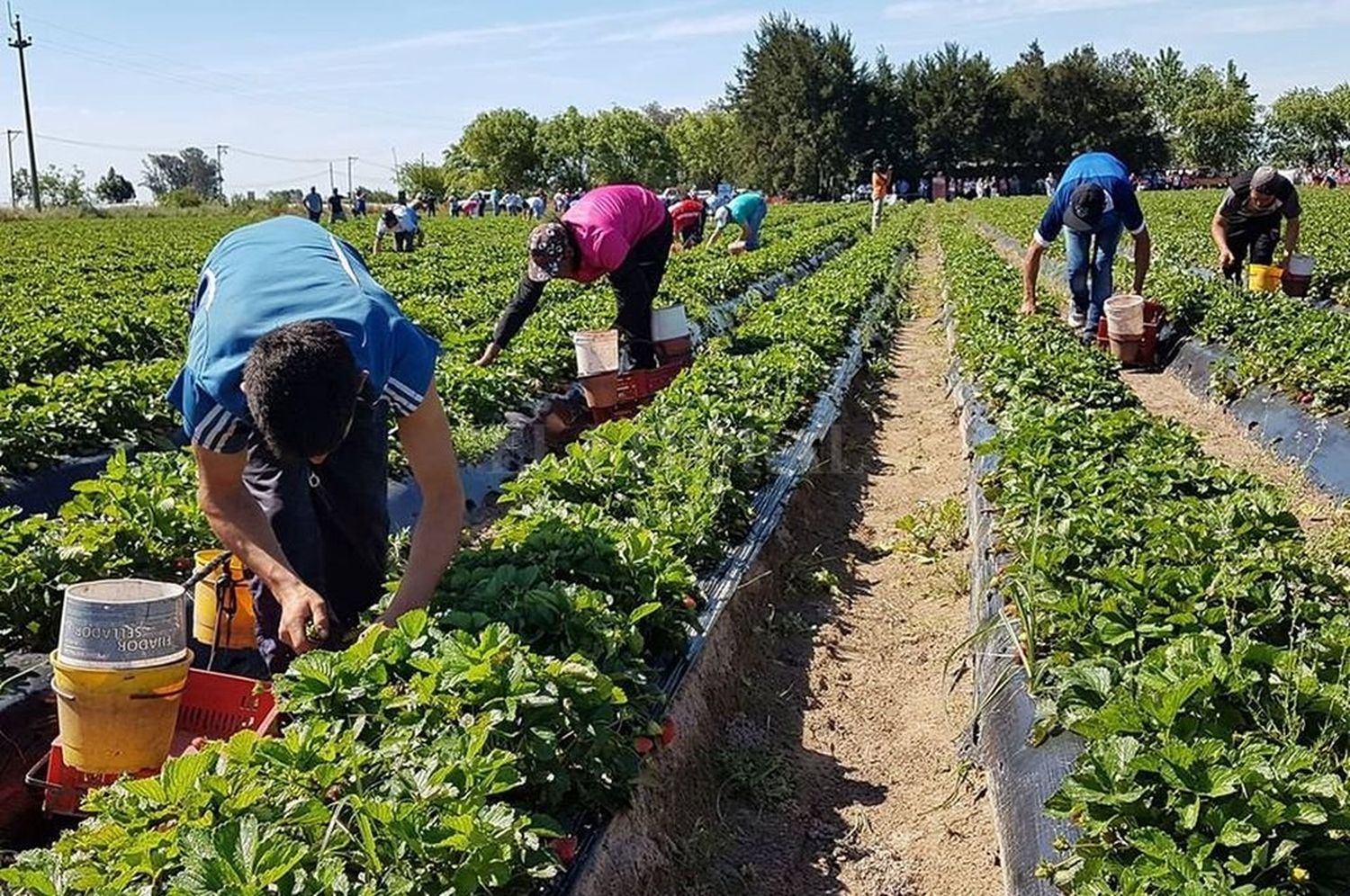 Los puestos de trabajo generados por el campo equivalen a 43 canchas de River