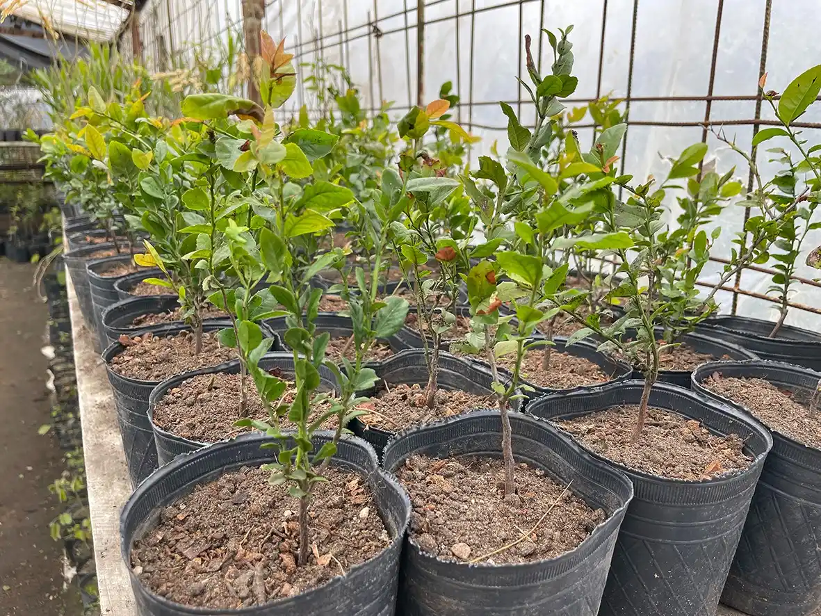 El vivero municipal entregó más de 100 árboles por mes en lo que va del año