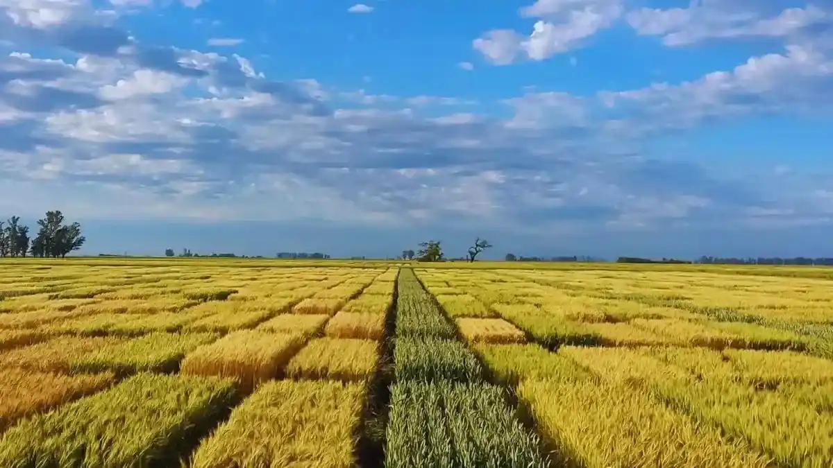 Trigo: la genética, la nutrición y el agua definen el potencial de rendimiento