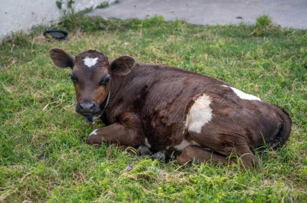 Vaca