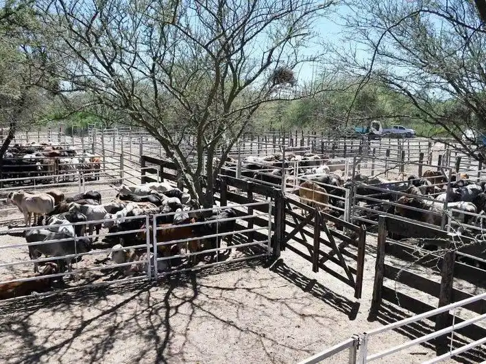 La feria ganadera paippera en Puerto Irigoyen
alcanzó precios de excelencia en la región