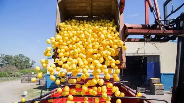 Argentina realizó la primera exportación de limones tucumanos a México