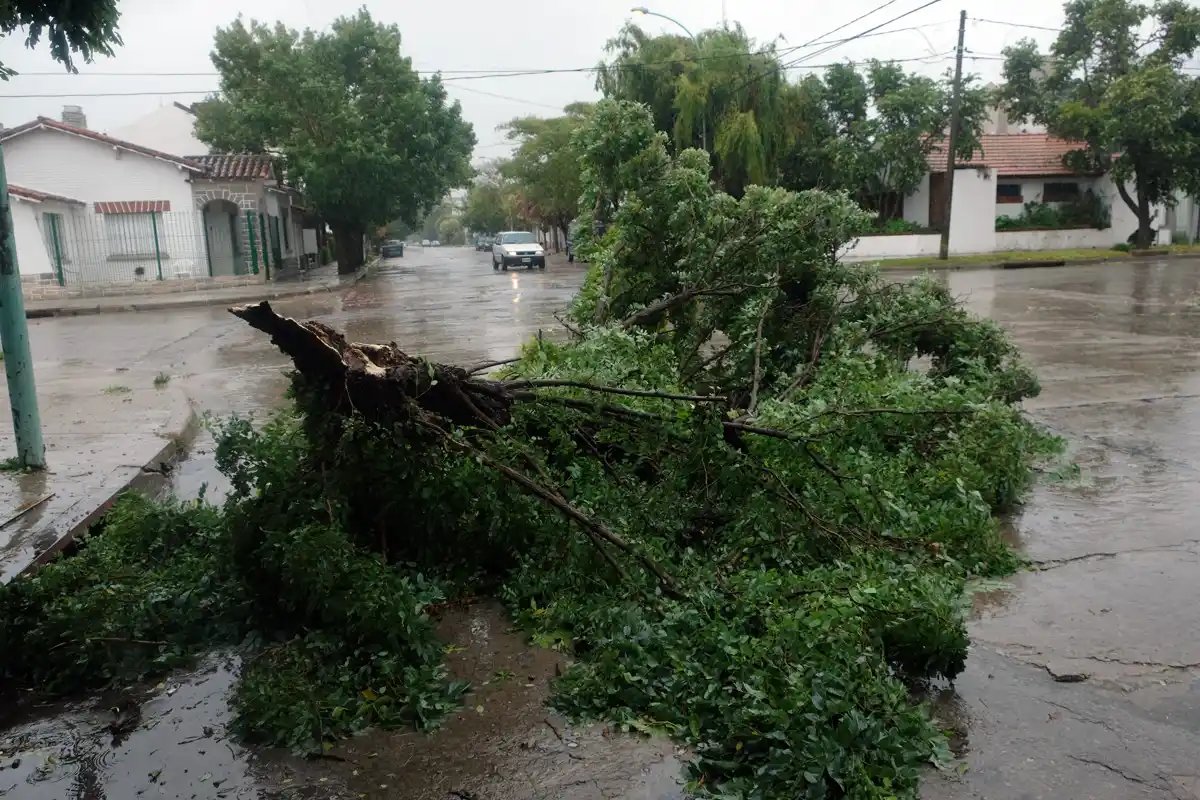 Temporal: se recibieron más de 40 reclamos por árboles caídos