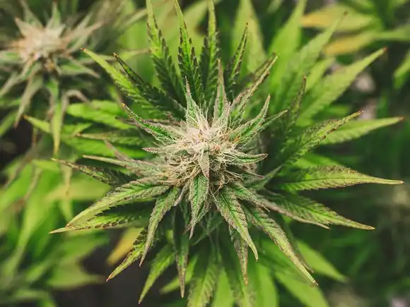 Gobierno de Colombia legalizó la venta de cannabis medicinal