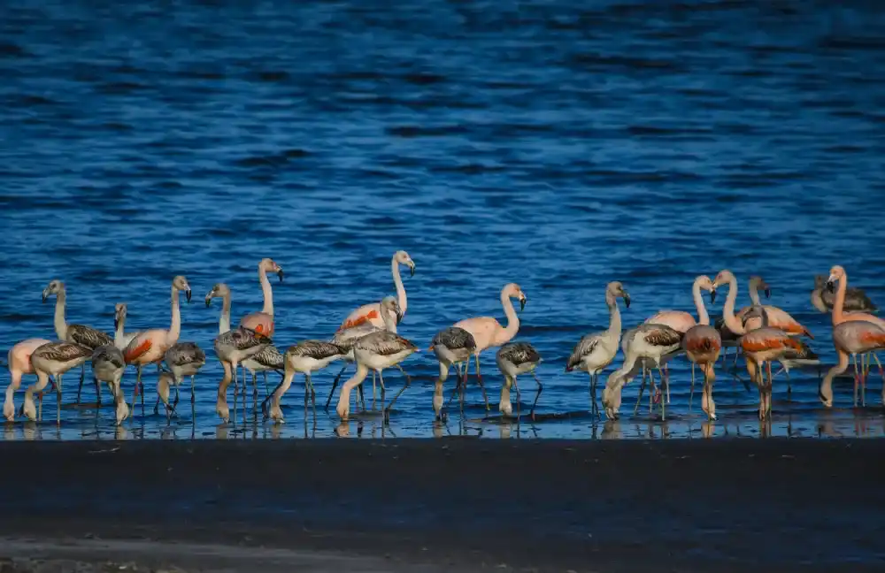 Reserva Natural Laguna de Epecuén, la casa del flamenco austral