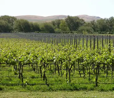 Se derogaron casi mil normas del Instituto Nacional de Vitivinicultura (INV).